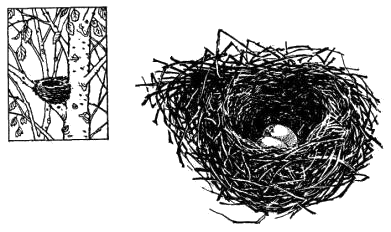 Гнездо обыкновенной чечевицы