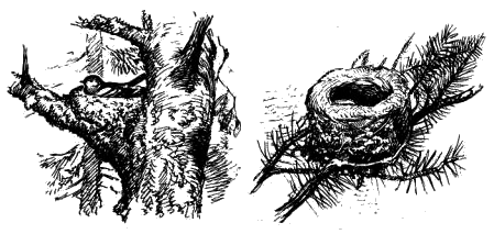 Расположение гнезда зяблика и гнездо зяблика