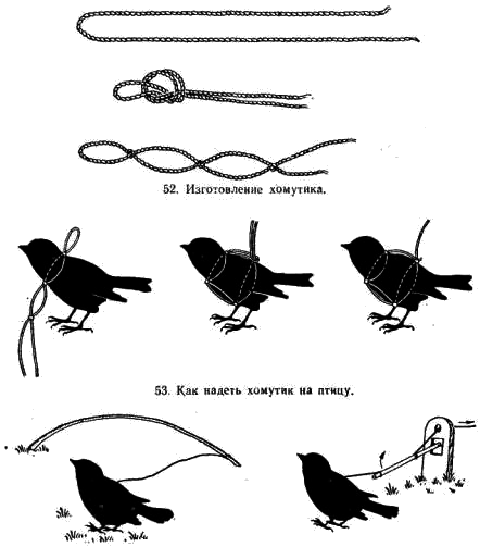 Птицу в хомутике помещают в ток, привязывая свободный конец нитки к гибкому пруту или «шпорку»