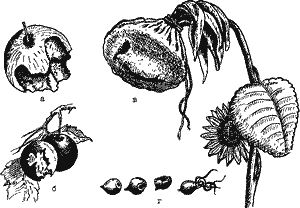 Некоторые плоды и семена, использованные зверьками и птицами в пищу 