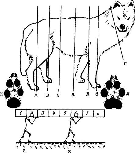 Соотношение площадей опоры передних и задних лап волка 