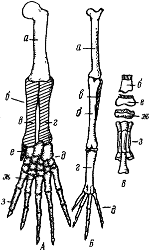 Скелет конечностей наземных позвоночных 