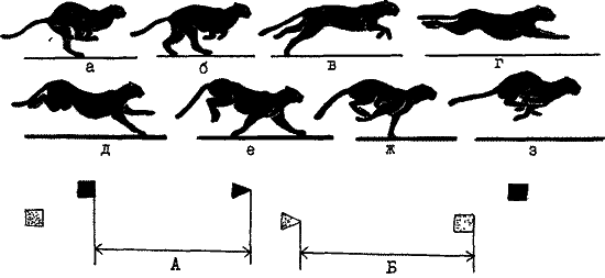 Быстрый галоп и схема следовой дорожки гепарда 