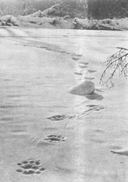 Следы тигра на припорошенном льду реки 