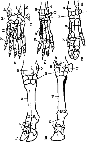 Скелет левой передней лапы (со спинной стороны) млекопитающих 