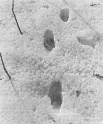 довая дорожка волка на влажном снегу