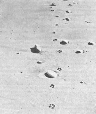 Следовая дорожка лисицы на песке 
