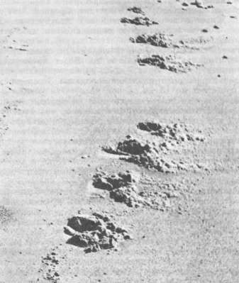 Четырехчетка выдры на песке 