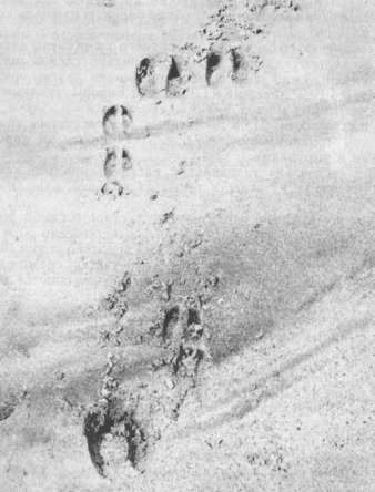 Отпечатки ног самки и теленка изюбра на песке 