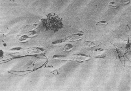 Следы зайца-русака на песке дюны