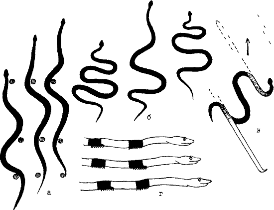 Способы передвижения змеи 