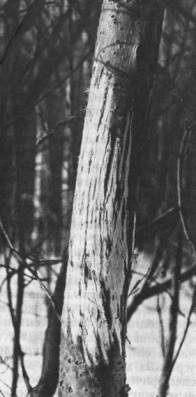 Кора на стволе стоящей на корню осины, оскобленная резцами лося 