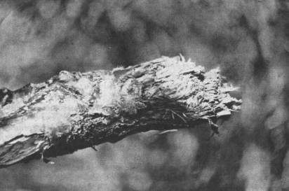 Сук дуба монгольского толщиной 9 см, отгрызенный гималайским медведем, добывавшим желуди