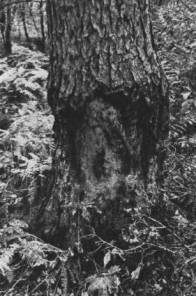  «Почески», оставляемые кабанами в течение многих лет на одном дереве