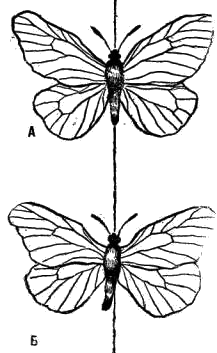 Правильно (А) и неправильно (Б) расправленные бабочки