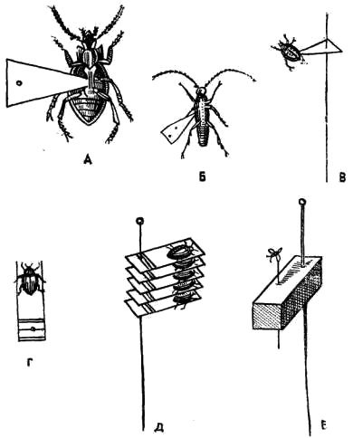 Наклеивание и накалывание мелких насекомых