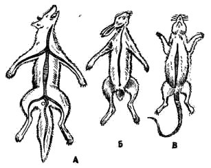 Разрез для снимания шкурки с крупного (А), среднего (Б) и мелкого (В) млекопитающего