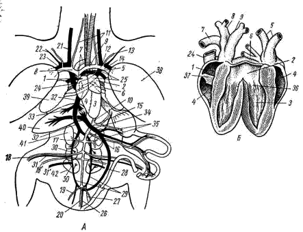 Схема кровеносной системы голубя