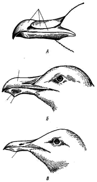 Клювы чайковых птиц