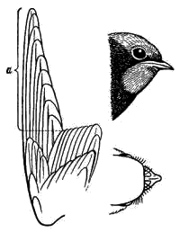 Голова (сбоку и сверху) и крыло деревенской ласточки