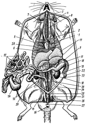 Общее расположение внутренних органов самки крысы