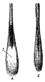 Форма хвоста мохноногого тушканчика (А) и обыкновенного емуранчика (Б)