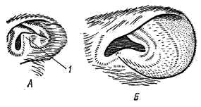 Форма ушной раковины мышей