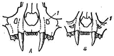 Расположение предглазничных отверстий на черепе рыси (А) и камышового кота (Б)