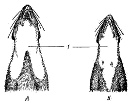 Форма горлового пятна куниц