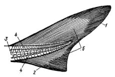 Гетероцеркальный хвостовой плавник акулы