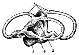 Схема перепончатого лабиринта акулы