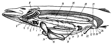 Общее расположение внутренних органов щуки