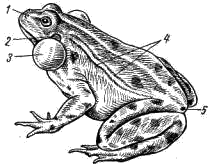 Внешний вид самца прудовой лягушки