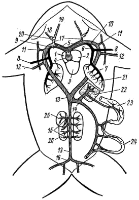 Артериальная система лягушки