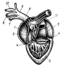 Схема вскрытого сердца лягушки