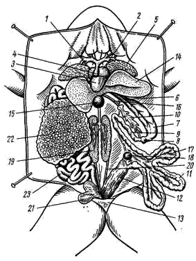 Общее расположение внутренних органов самки лягушки