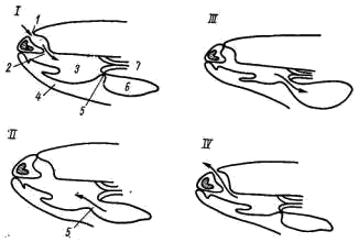 Схема механизма дыхания лягушки