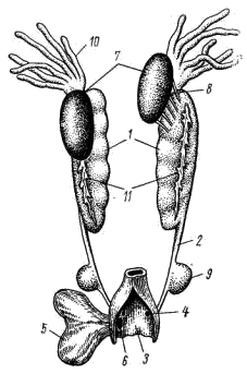 Мочеполовая система самца лягушки