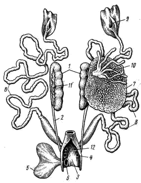 Мочеполовая система самки лягушки