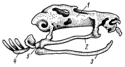 Хрящевой череп головастика