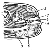 Схематический разрез через слуховую область головы лягушки