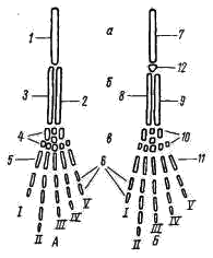 Схема строения парных конечностей (левых) наземных позвоночных