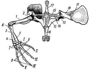 Передняя конечность и плечевой пояс лягушки