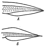Форма хвоста личинки обыкновенного (А) и гребенчатого (Б) тритонов