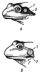 Голова травяной (А) и озерной (Б) лягушек
