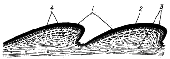Схема поперечного разреза кожи ящерицы рода Lacerta