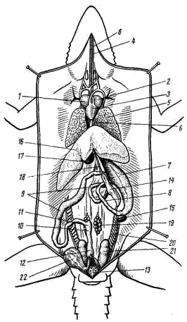 Общее расположение внутренних органов самки кавказской агамы