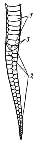 Нижняя (брюшная) сторона клоакальной и хвостовой области ужа, щитки