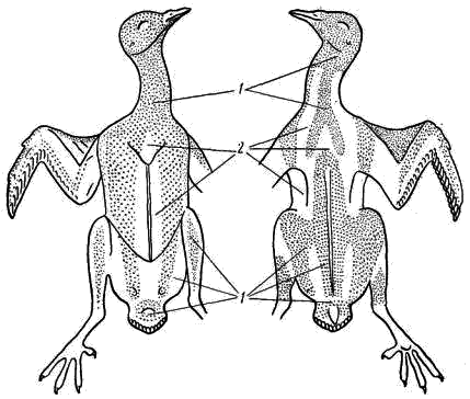 Расположение птерилий (1) и аптерий (2) на коже голубя