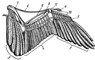 Схема скелета крыла и расположения маховых перьев